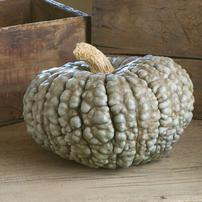 Marina Di Chioggia Specialty Pumpkins