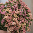 Hipster Apricot Statice