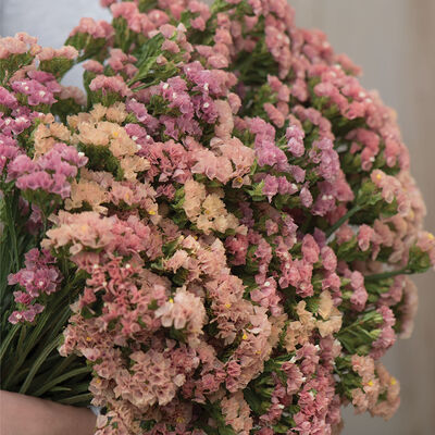 Hipster Apricot Statice