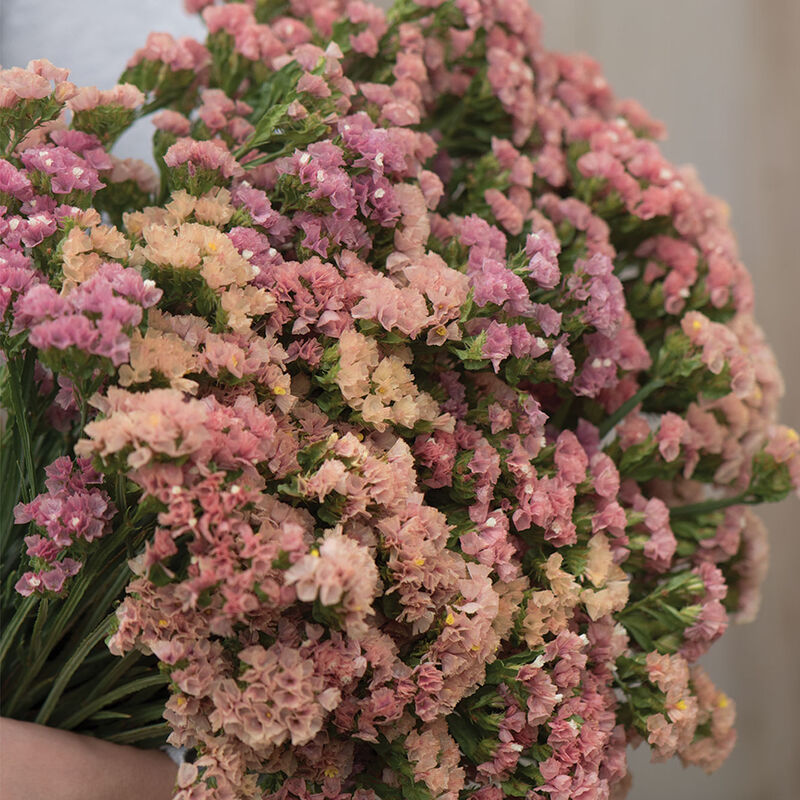 Hipster Apricot Statice