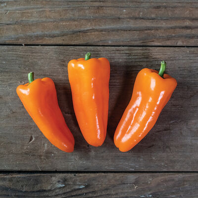 SVPS0953 SVPS0953 Sweet Peppers