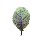 Moonshadow Mustard Greens