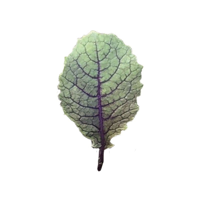 Moonshadow Mustard Greens