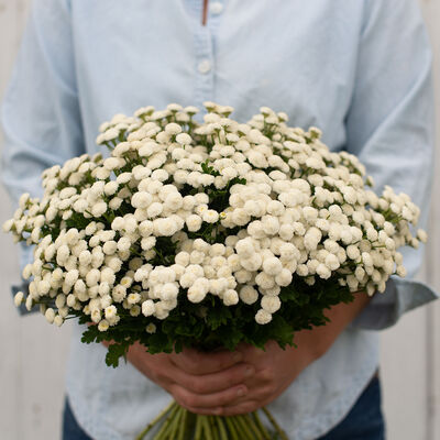 Virgo Virgo Matricaria (Feverfew)