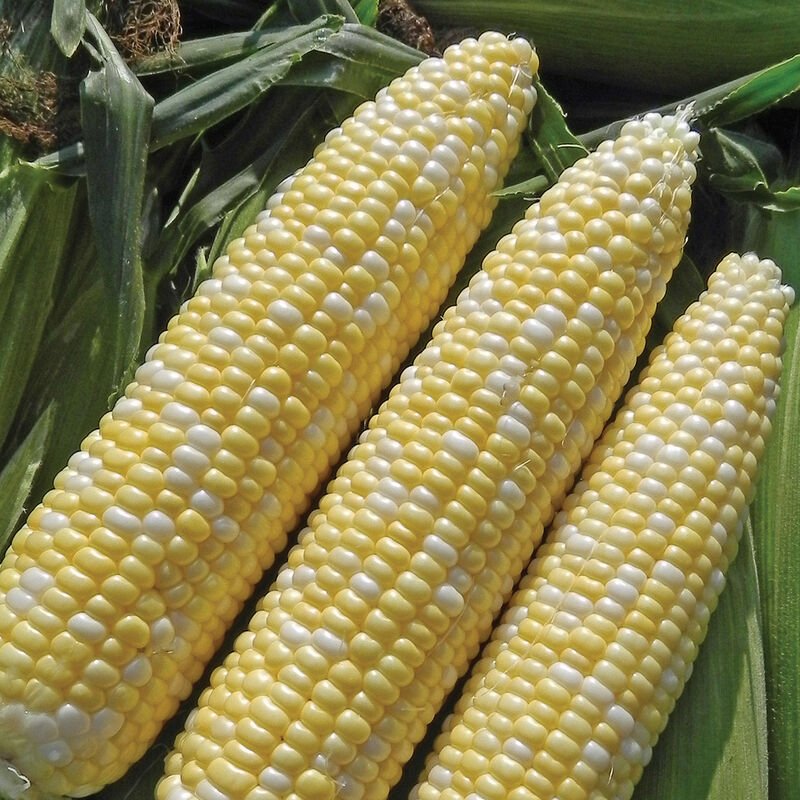 Allure Sweet Corn