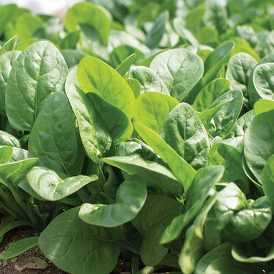 Rangitoto Savoyed-Leaf Spinach