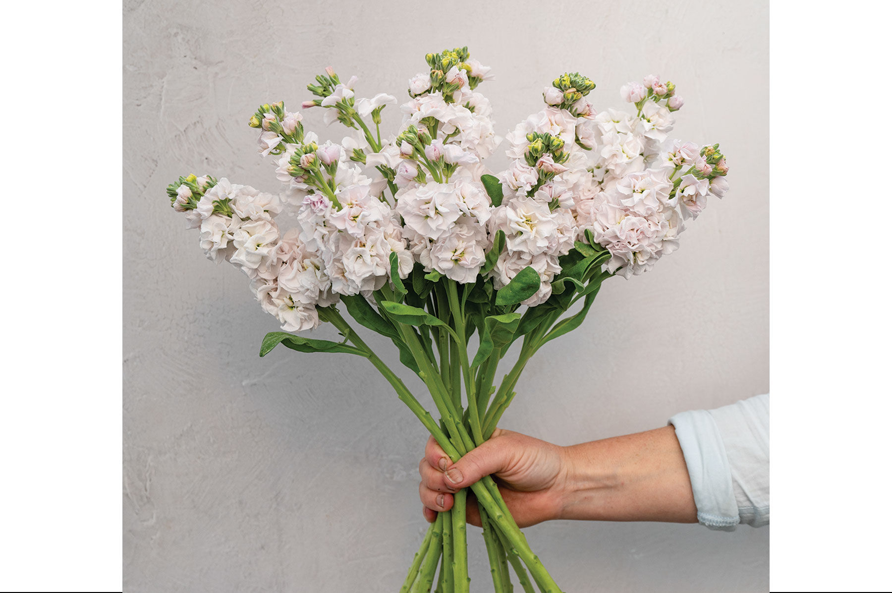Flower Varieties in Shades of Peach | Johnny's Selected Seeds