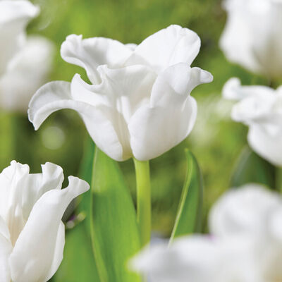 White Liberstar© Tulips