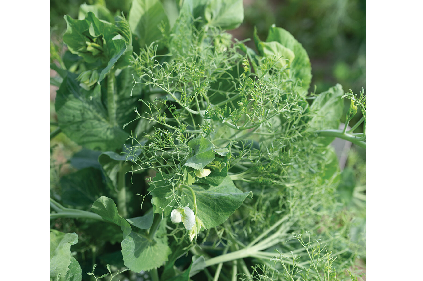 Parsley Pea - Pea Seed | Johnny's Selected Seeds