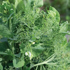 Parsley Pea Greens and Garnish Peas