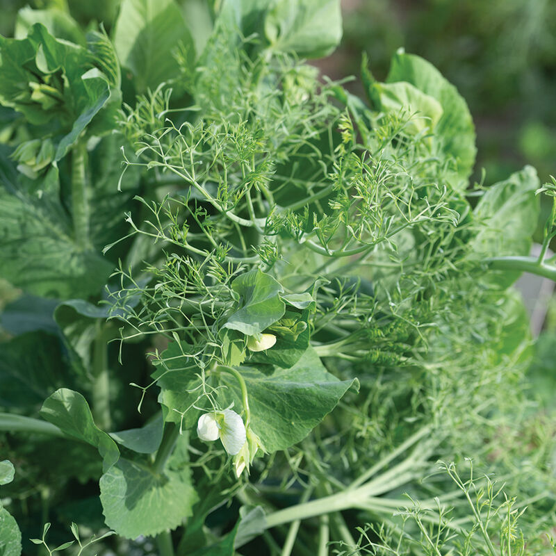 Parsley Pea Greens and Garnish Peas