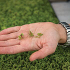 Sorrel, Red Veined Microgreen Herbs