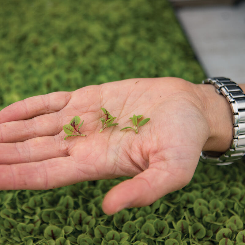 Sorrel, Red Veined Microgreen Herbs
