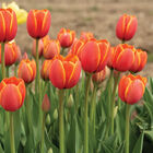 World's Favorite Tulips