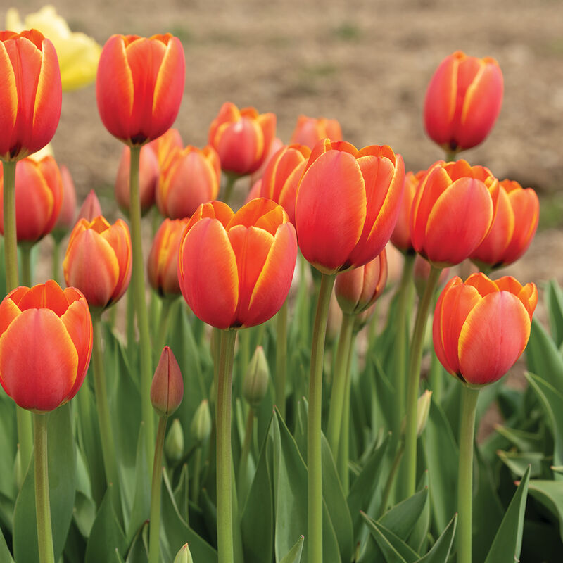 World's Favorite Tulips