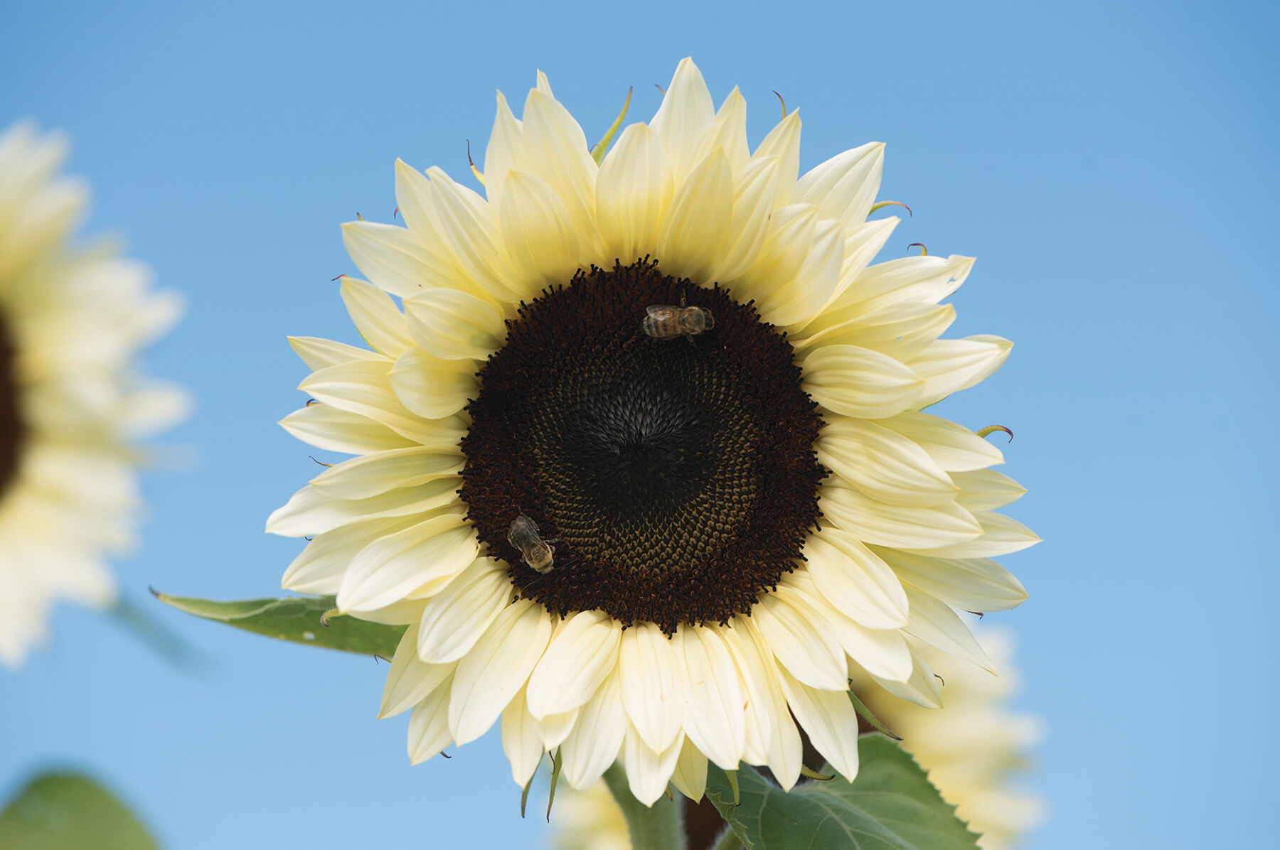 Sunflower ページ ProCut® White Nite - (F1) Sunflower Seed | Johnny's Selected Seeds