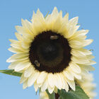 ProCut® White Nite Tall Sunflowers