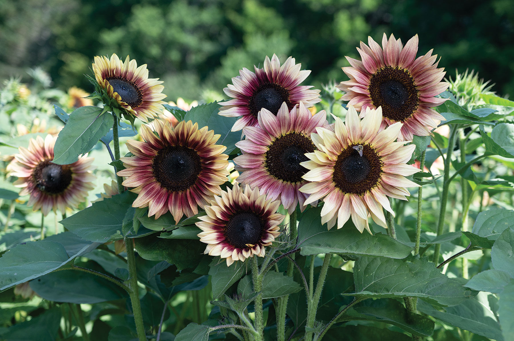 Strawberry Blonde Tall Sunflowers