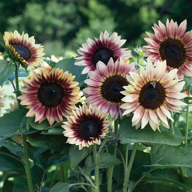 Strawberry Blonde Tall Sunflowers