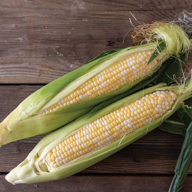 Montauk Sweet Corn