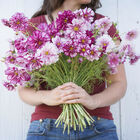Double Click Bicolor Violet Cosmos