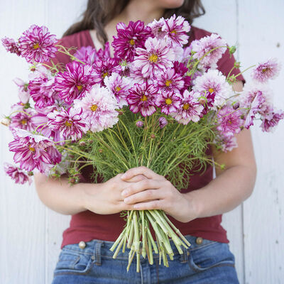 Double Click Bicolor Violet Cosmos