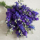 QIS™ Dark Blue QIS™ Dark Blue Larkspur