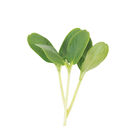 Cucumber, Armenian Shoots