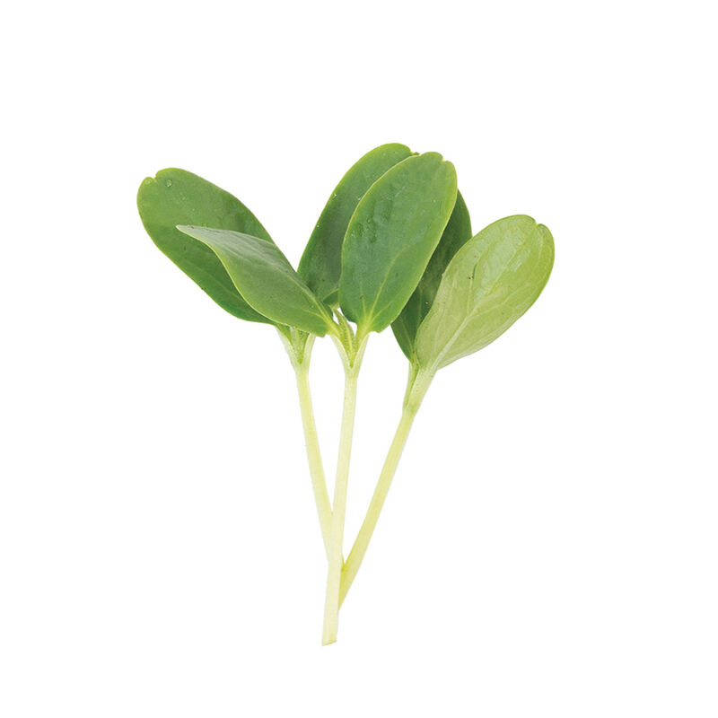 Cucumber, Armenian Shoots