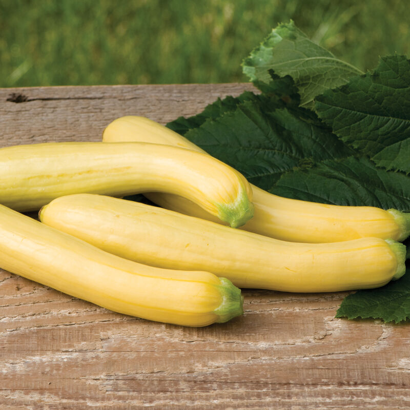 Slick Pik® YS 26 Summer Squash