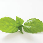 Italian Large Leaf Italian Large Leaf Basil
