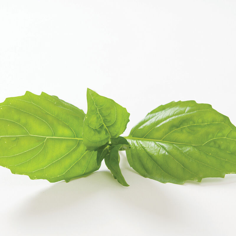 Italian Large Leaf Italian Large Leaf Basil