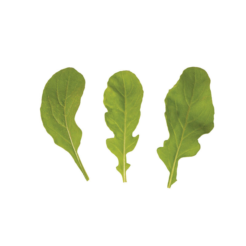 Arugula (Standard) Arugula (Roquette)