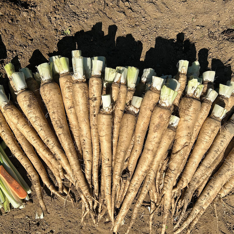 Bingo Belgian Endive (Witloof)