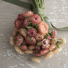 Apricot/Peach Mix Strawflower