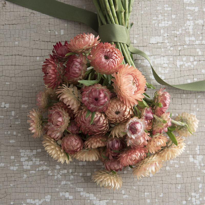 Strawflower Seed, Helichrysum Mixed Peach and Apricot Shades