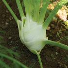 Preludio Fennel