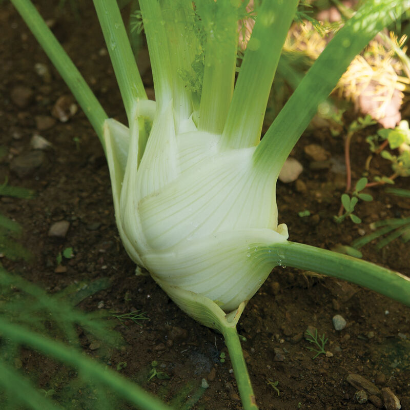Preludio Fennel