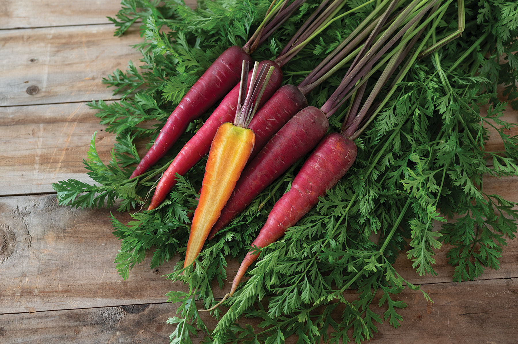 Dragon - Pelleted Carrot Seed | Johnny's Selected Seeds