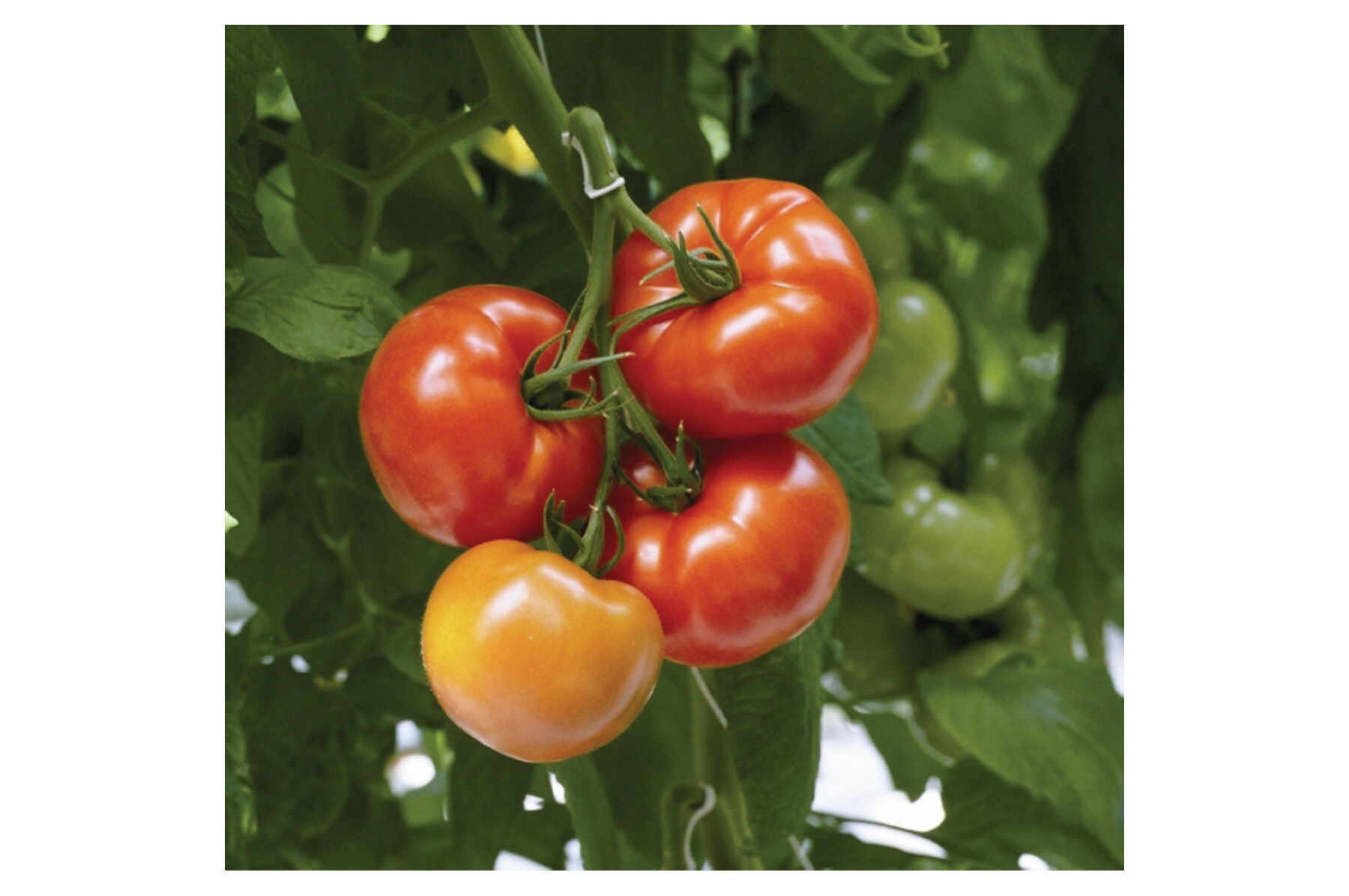 Geronimo Beefsteak Tomatoes