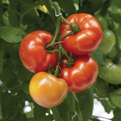 Geronimo Geronimo Beefsteak Tomatoes