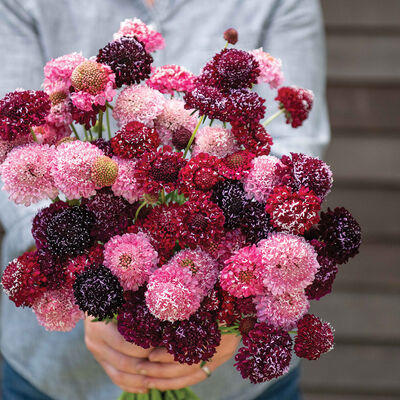 Triple Berry Mix Scabiosa (Pincushion Flower)