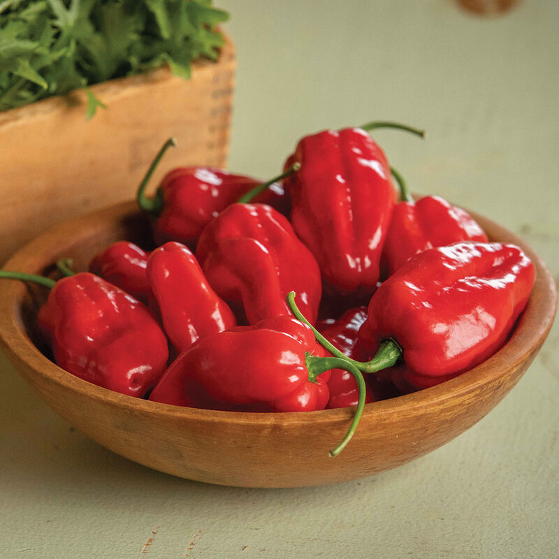 Roulette Roulette Hot Peppers