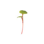 Radish, Red Stem Microgreen Vegetables