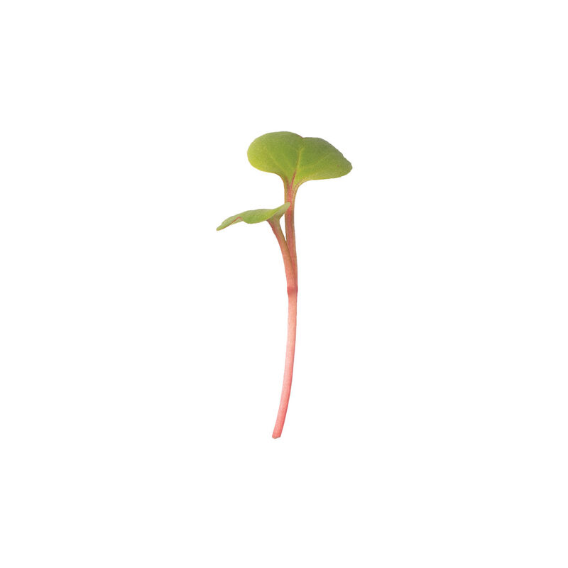 Radish, Red Stem Microgreen Vegetables