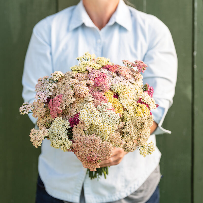 The Beauty of Dried Florals – Beet & Yarrow
