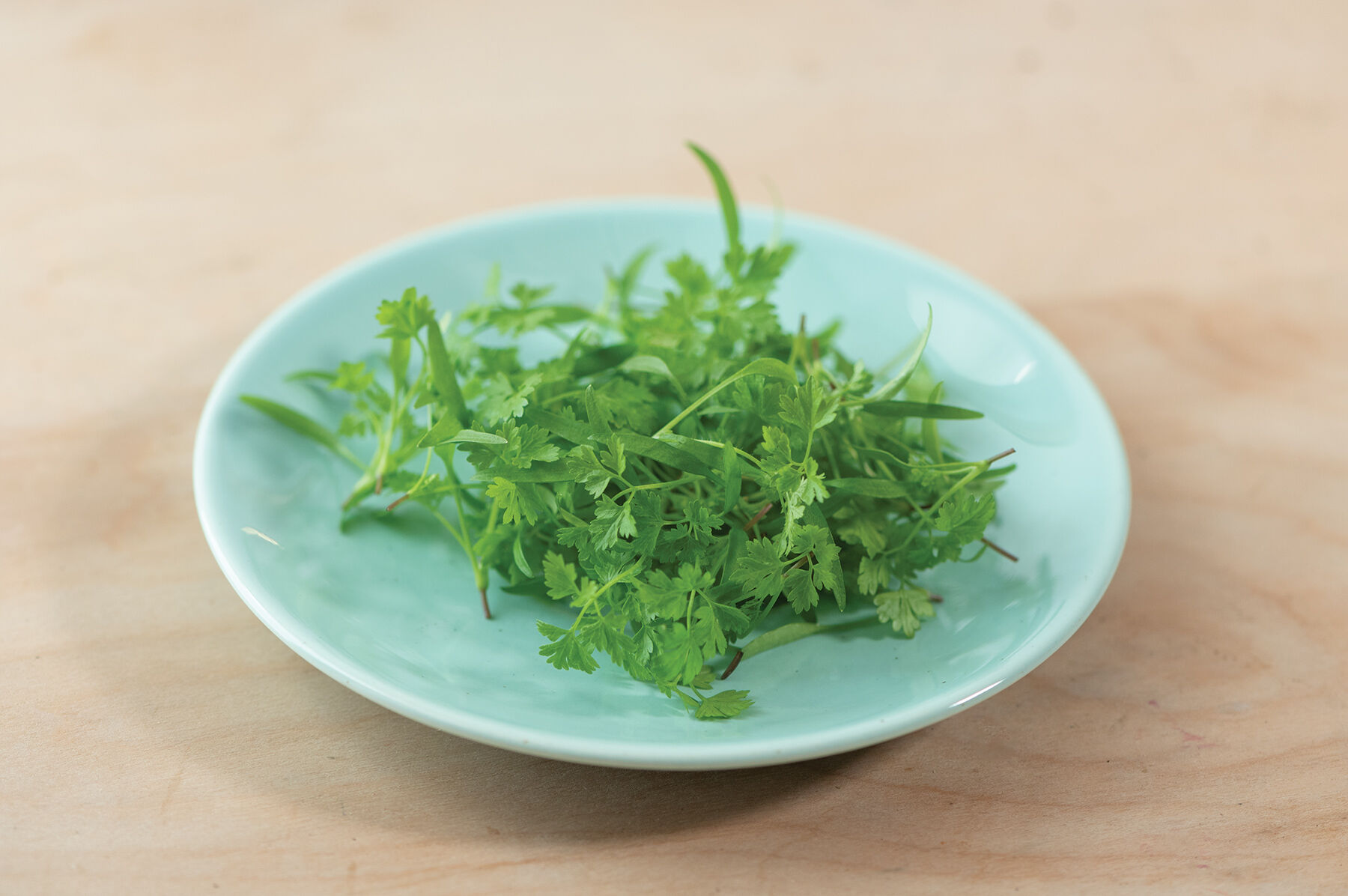 Chervil Microgreen Herbs