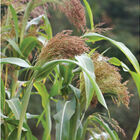 Red Broom Corn Dry Corn