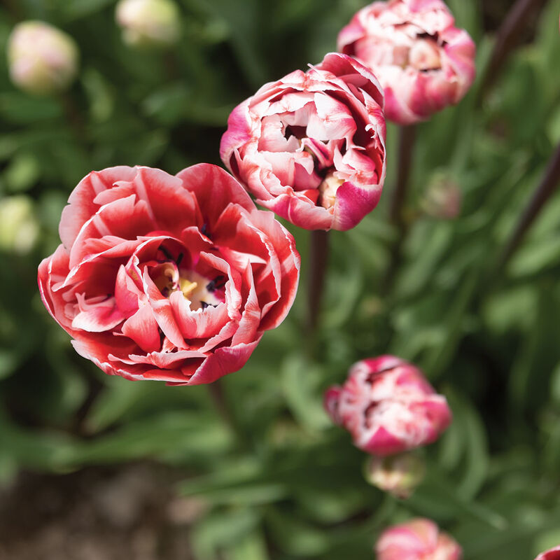 Drumline Tulips