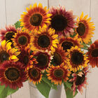 Autumn Beauty Tall Sunflowers